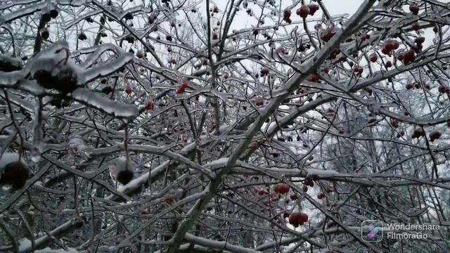 Природа после ледяного ливня. смотреть онлайн