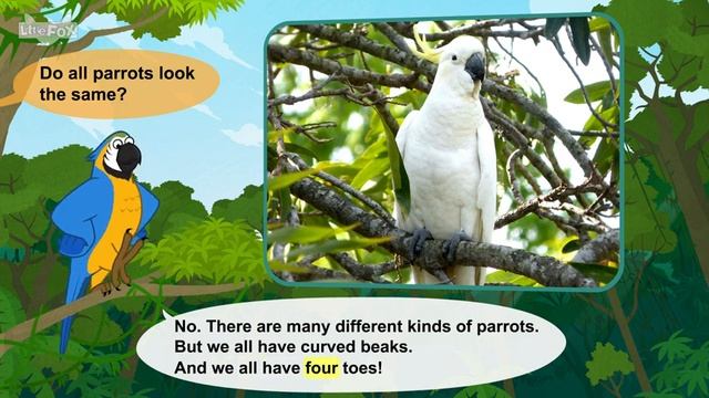 34. Meet the Animals Parrot Birds Stories for Kindergarten смотреть онлайн