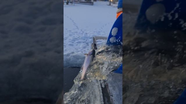 Запуск форели смотреть онлайн