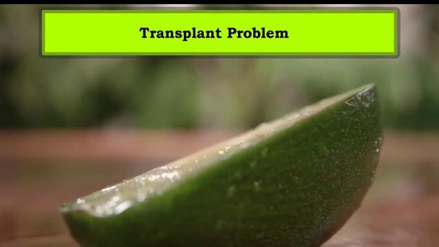 [We Found 3 Causes] Why Avocado Plant Leaves Drooping+ Ideal Solution! смотреть онлайн