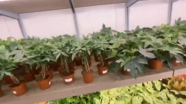 Surganya Tanaman Hias Di Hong Kong | Beli Jenis 🌱Ini Dapet Murah #sukikat смотреть онлайн