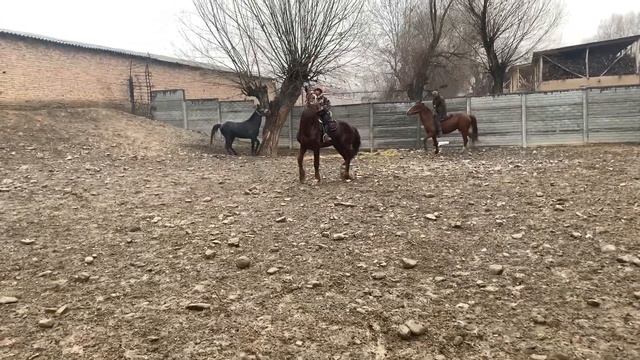 Жылкылар~Торпоктор~Букалар~Тайлар~Эшек! Караван мал базары.25.02.2023. 1-Бөлүм смотреть онлайн