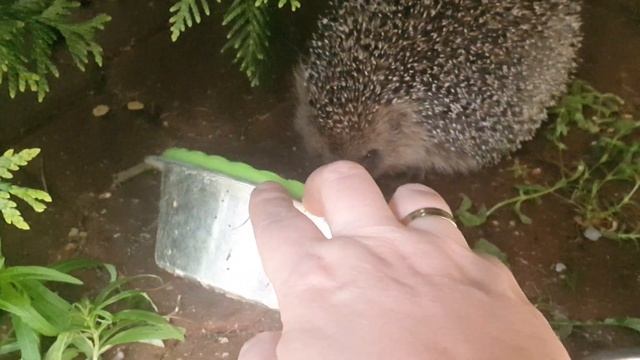 КОТОБЛОГ смотреть онлайн