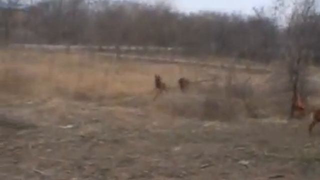 malinois in china смотреть онлайн