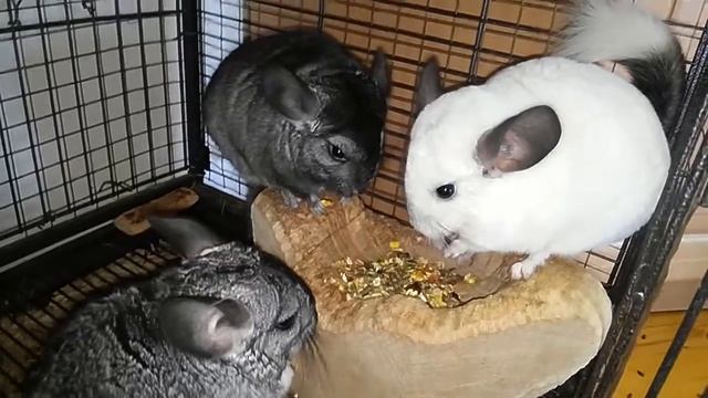 Шиншиллы смотреть онлайн