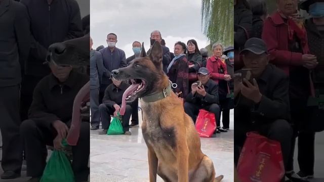 The black-faced Kunming is smart, agile, and strong. смотреть онлайн