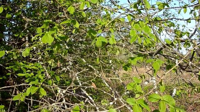 В поисках соловья смотреть онлайн