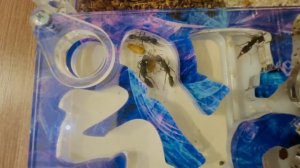 Новые муравьи. Прыгающий муравей бульдог