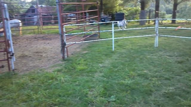 Mini Horse- Bluedawn Showing Off смотреть онлайн
