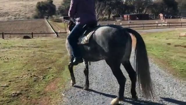 Gaited Horse Training - Stifle Evaluation смотреть онлайн
