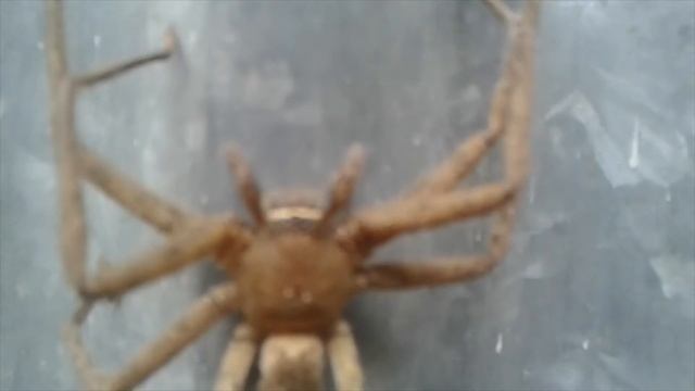 Giant Spider Climbing with Brazilian Samba Music | মাকড়সা | Large #Spider | Beautiful Nature | смотреть онлайн