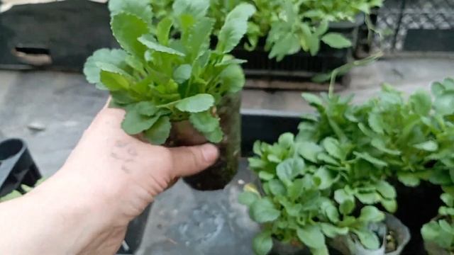 алиссум, лобелия смотреть онлайн