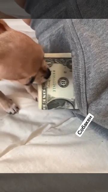 Когда дрессировкой собаки занималась жена 😁😂😂😂 смотреть онлайн