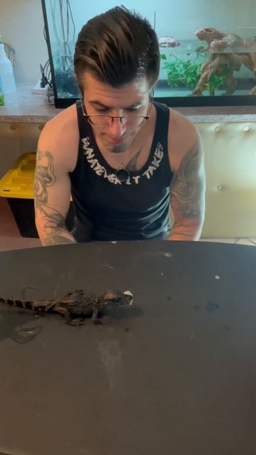 Tong Training A Baby Schneider’s Dwarf Caiman #shorts #dwarfcaiman #reptiles #viral смотреть онлайн