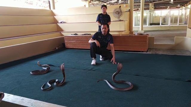 Тай!! Шок! Змеи бросаются на мирного гражданина!!! смотреть онлайн