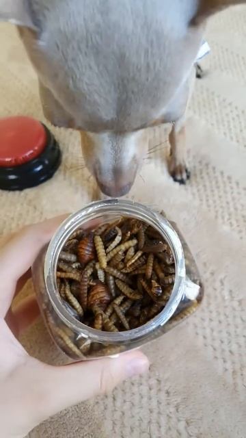 Чем я кормлю Рубину? #питомцы #youtube #смешные #рубина смотреть онлайн