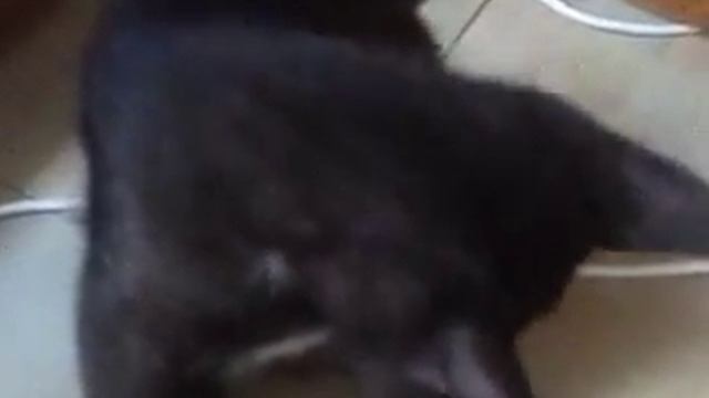 кот, который любит поговорить) смотреть онлайн