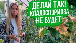 Кладоспориоз томатов в теплице: как вылечить и чем обработать. Томаты, устойчивые к кладоспориозу.