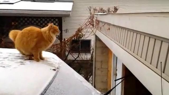 Кошачий облом