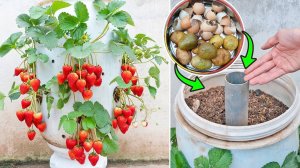 С помощью всего лишь одного пластикового контейнера вы можете выращивать клубнику