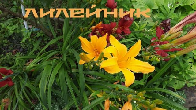 ШИКАРНЫЕ ЛЕЛЕЙНИКИ, ЛИЛИЯ и др. поселенцы на ДАЧКЕ смотреть онлайн