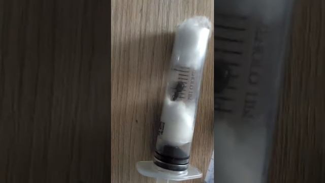 Матки lasius niger неприхотливые смотреть онлайн