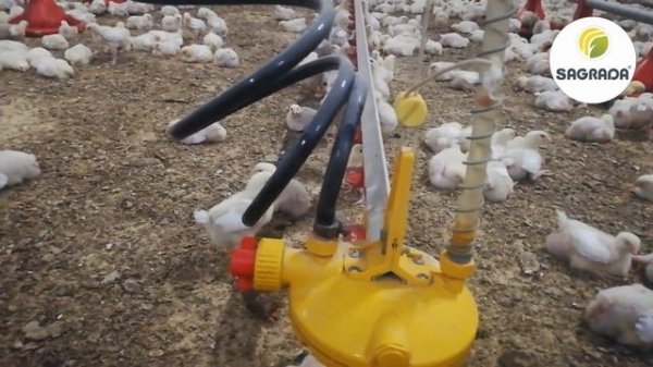 Регулятор давления воды в системе ниппельного поения птиц | Оборудование SAGRADA