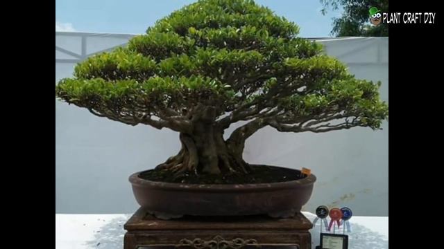 50+ Inspirasi Bonsai Kimeng Terbaik смотреть онлайн