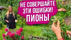 Пионы отцвели - что делать дальше? Обрезка пионов. Подкормки пионов. Уход за пионами после цветения.