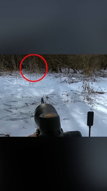 ПОГОНЯ ЗА КОСУЛЕЙ |Охота на косулю