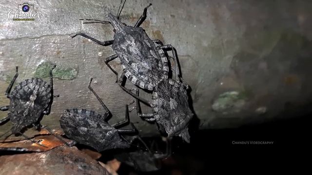 Stink Bug/Stink Bug Mating /Insects Mating/Bugs Mating /Mating