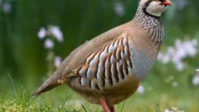 Wildlife - Partridge Road Runner