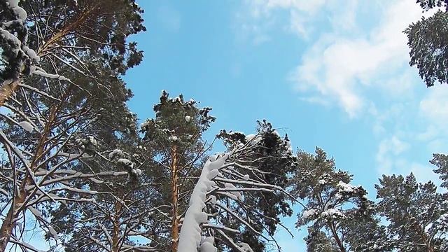 Заснеженный лес 2017 Макушки деревьев смотреть онлайн