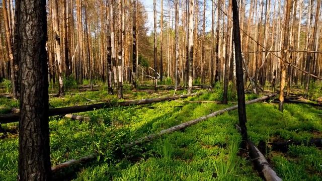 У Чорнобильській зоні знайшли незвичне озеро смотреть онлайн