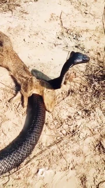Cobra e mangusto смотреть онлайн