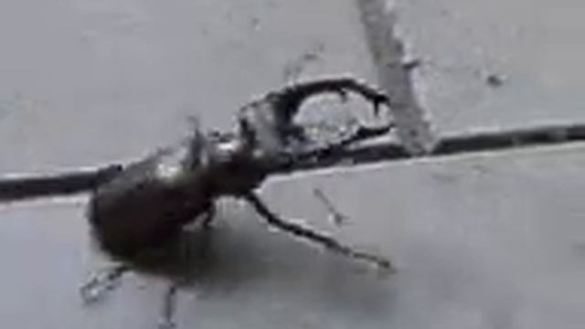 Жук смотреть онлайн