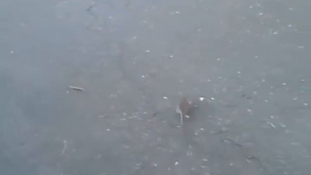 Mickey on crack смотреть онлайн