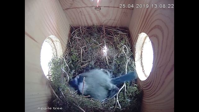 Nesting Blue Tits | Green Feathers WiFi Bird Box Camera смотреть онлайн