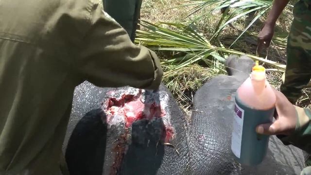Treating a Rhino with Severe Filariasis Wounds смотреть онлайн