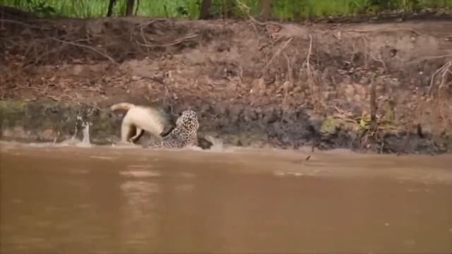 Top 4 most daring apex predators | Part 1: Jaguar vs black caiman смотреть онлайн