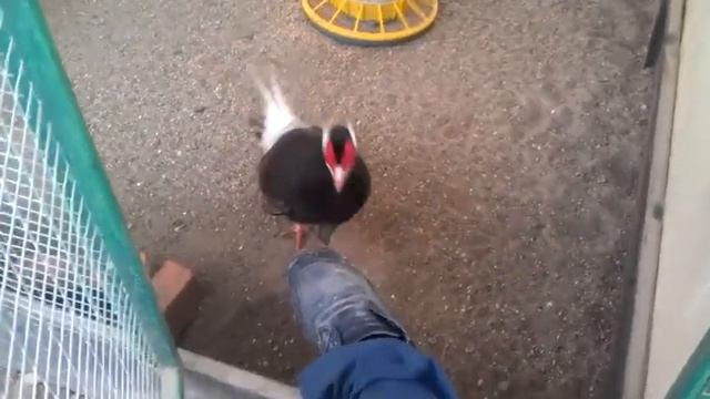 вкусный ботинок смотреть онлайн