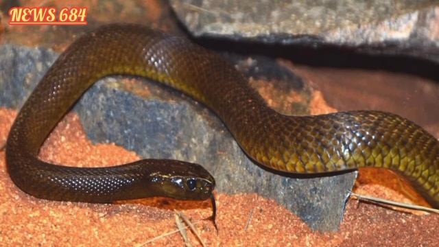 Inland Taipan world most venomous snake смотреть онлайн