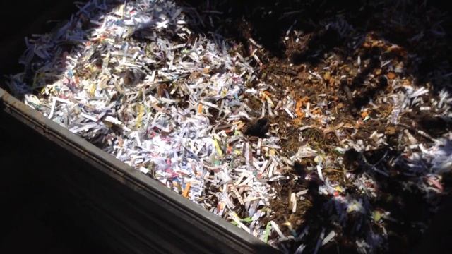 Eisenia fetida Kompostowiec rozowy смотреть онлайн