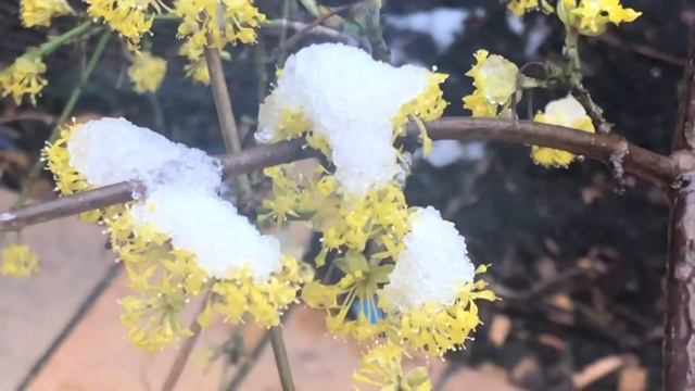 В Киев вернулась зима ❄️❄️❄️18.04.2022😱 смотреть онлайн