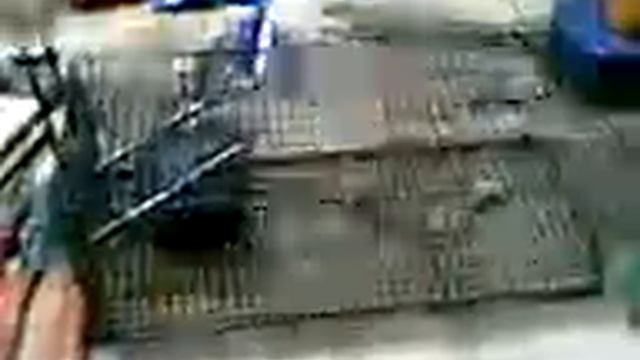 caught a rat смотреть онлайн