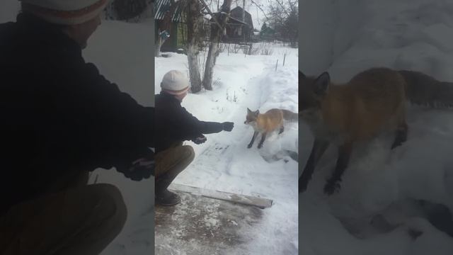 (1;2;3 архив) Лиса приходит в гости. Зима 2019 смотреть онлайн