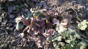 Чистка клубники после зимовки.