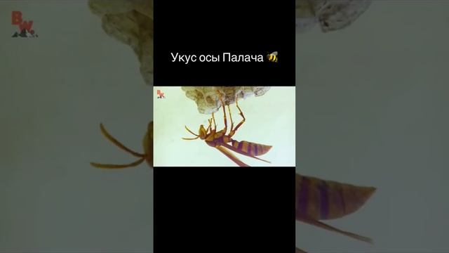 Укус оса Палача 🐝 смотреть онлайн