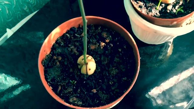 Авокадо з косточки🥑🥑🥑
