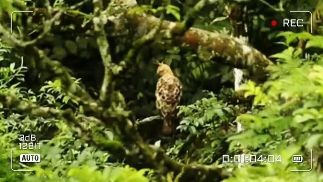 ELANG JAWA (Nisaetus bartelsi) смотреть онлайн